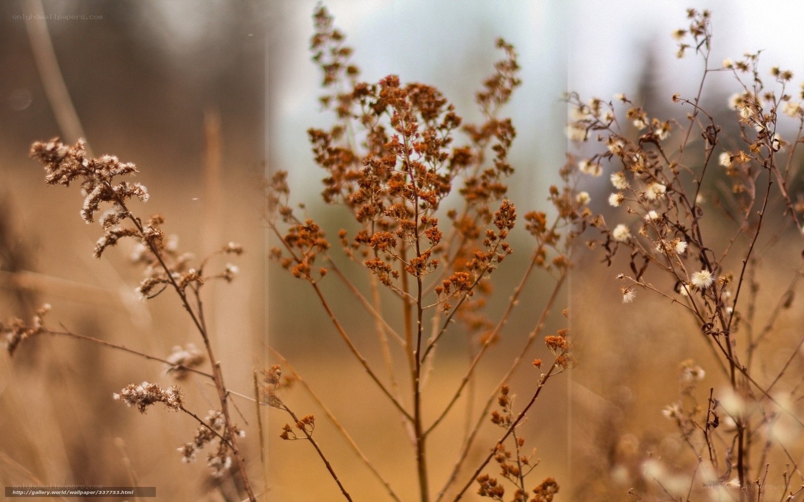Dried plants in autumn light