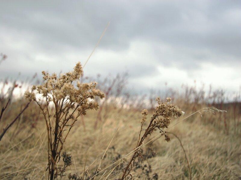 Dried Plants in Field — Brown