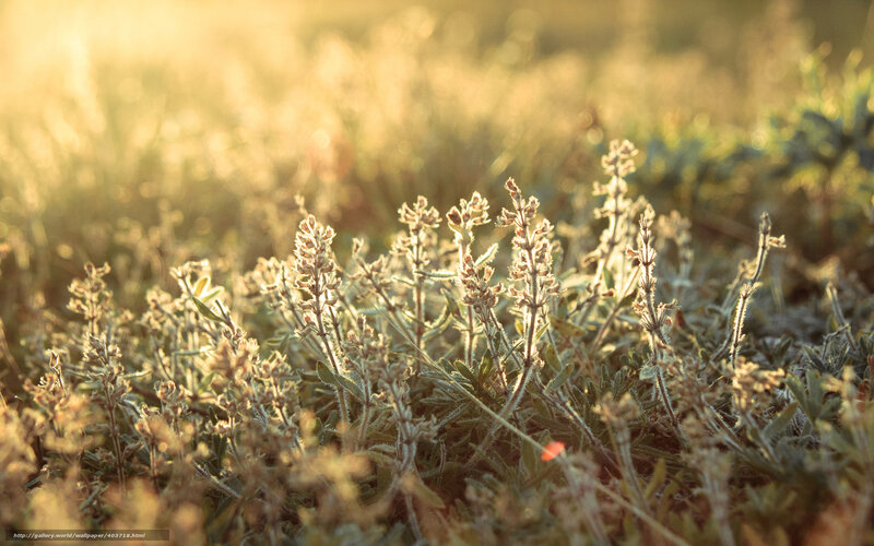 Dried Plants in Field — Gold