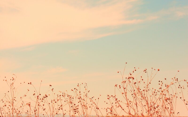 Dried Plants in Field — Orange, Serene