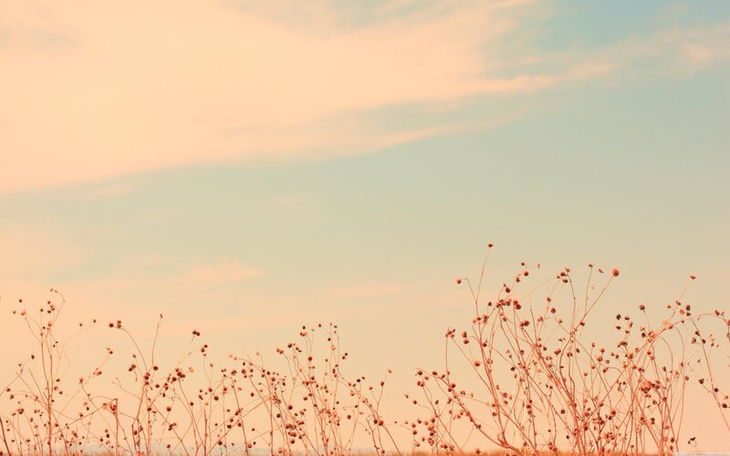 Dried Plants in Field — Orange