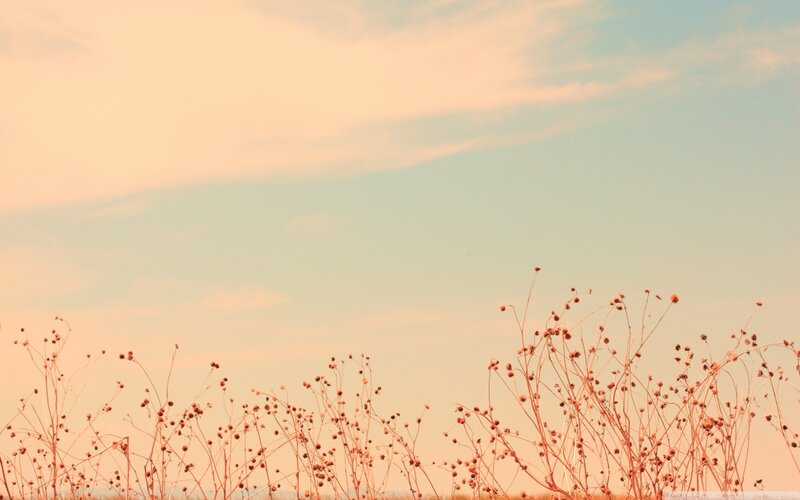 Dried Plants in Field — Pink