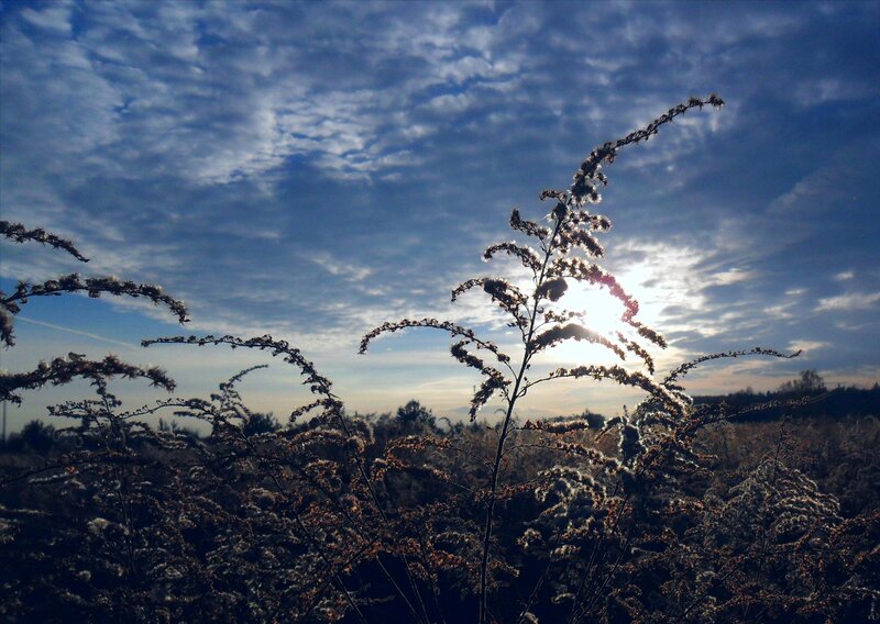 Dried Plants in Field