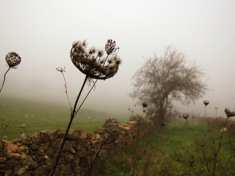 Dried Plants in Fog