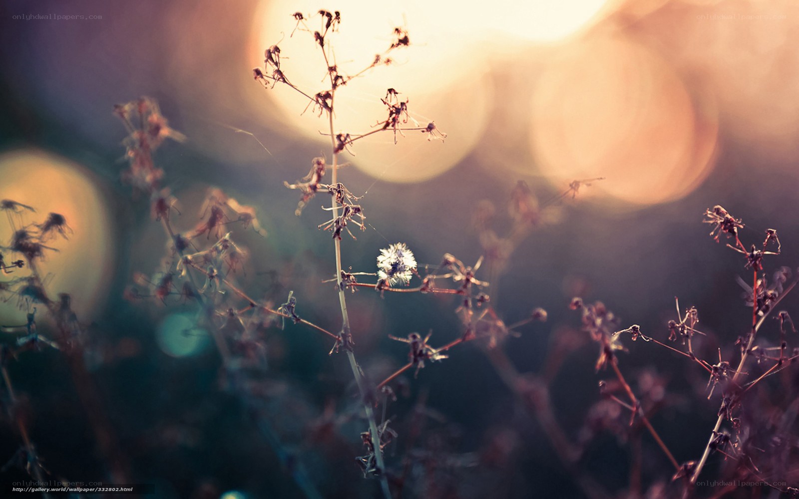 Dried plants in golden light