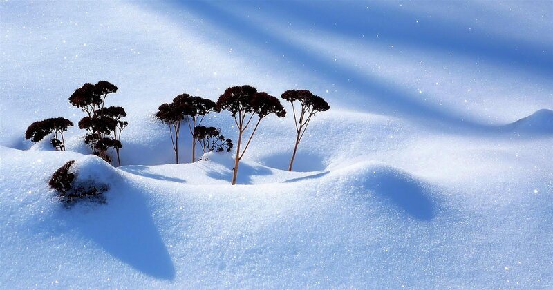 Dried Plants in Snow