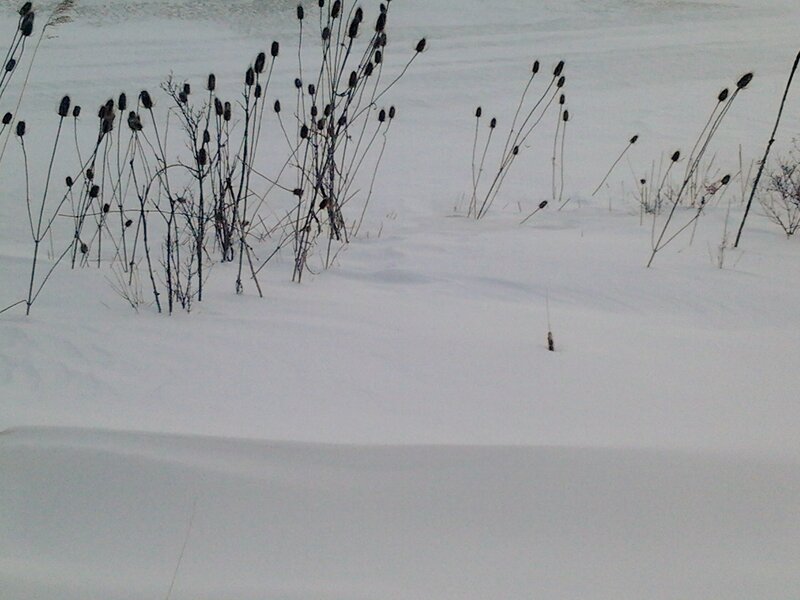 Dried Plants in Snow — White