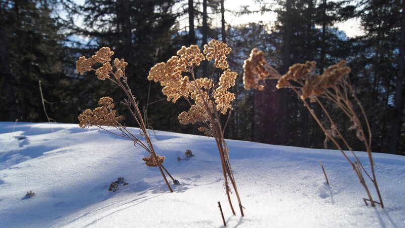 Dried plants in snowy forest