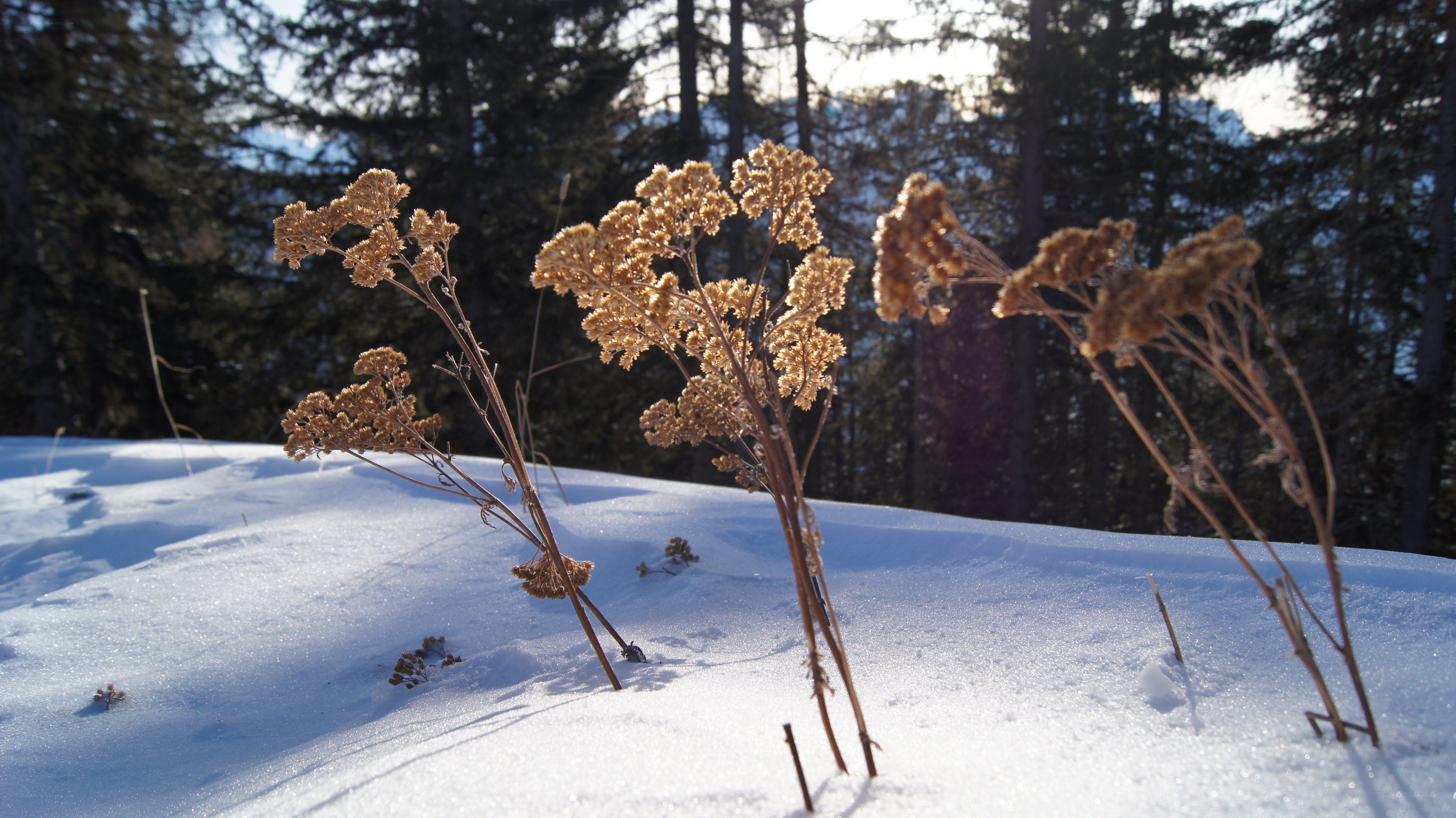 Dried plants in snowy forest