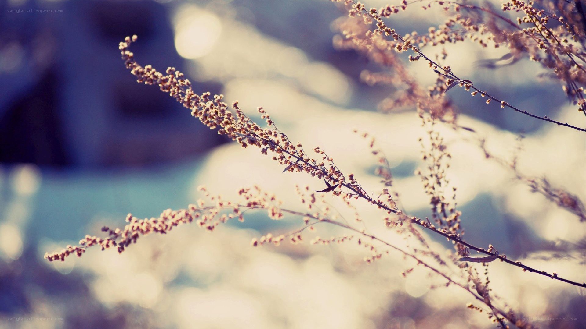 dried plants in soft light