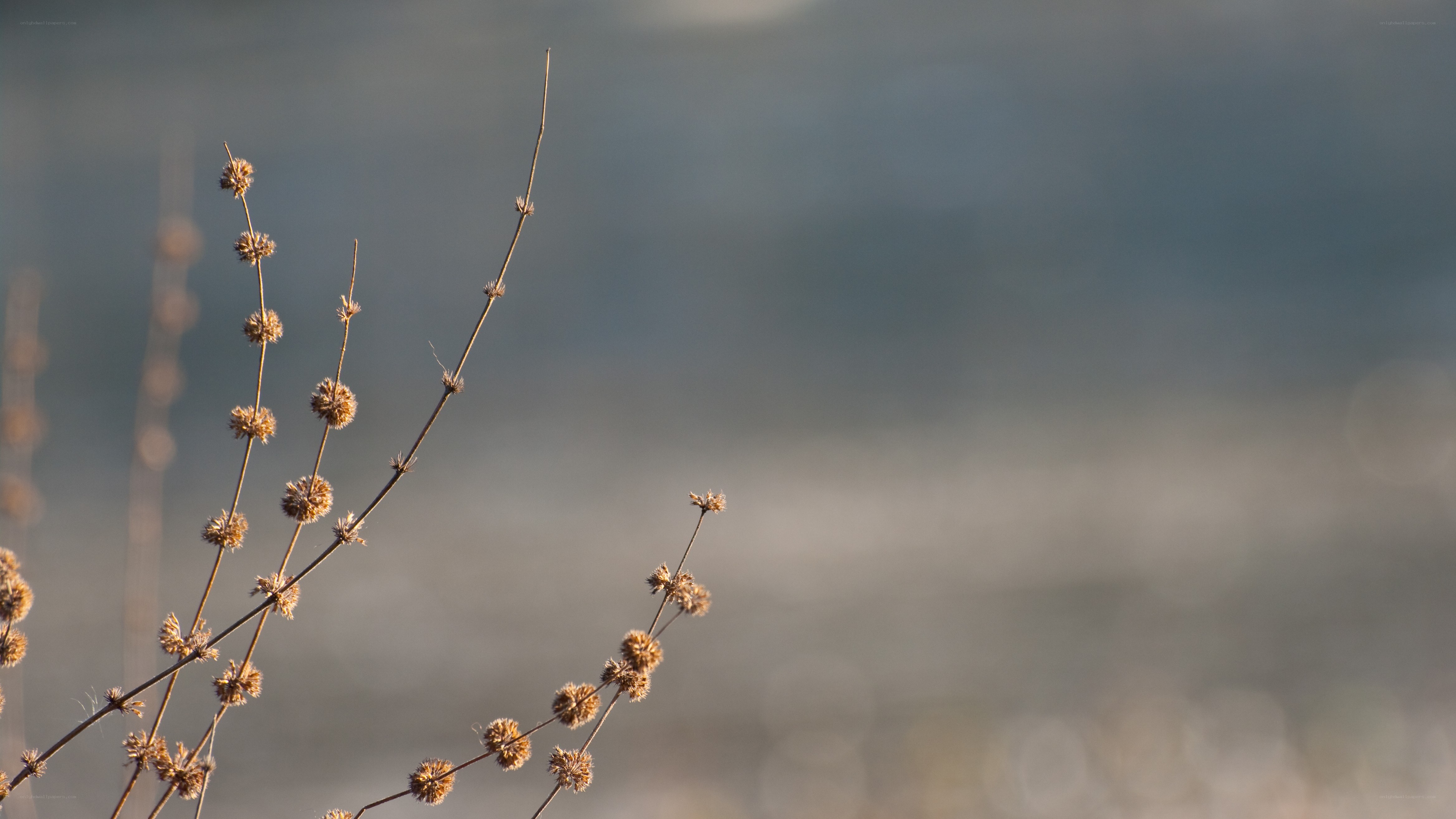 dried plants in soft light