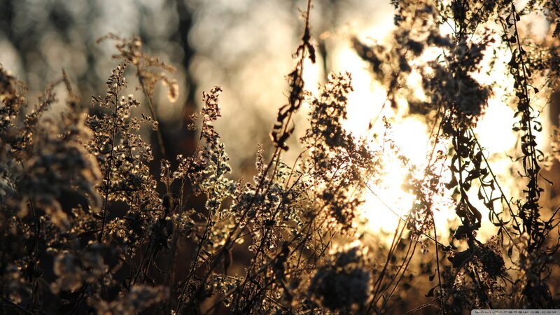 Dried Plants in Sunlight — Gold