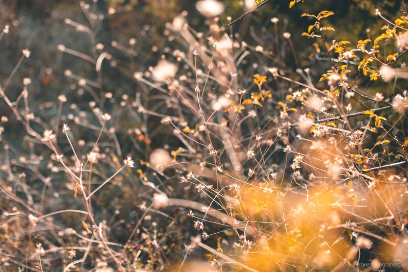 Dried Plants in Sunlight — Yellow