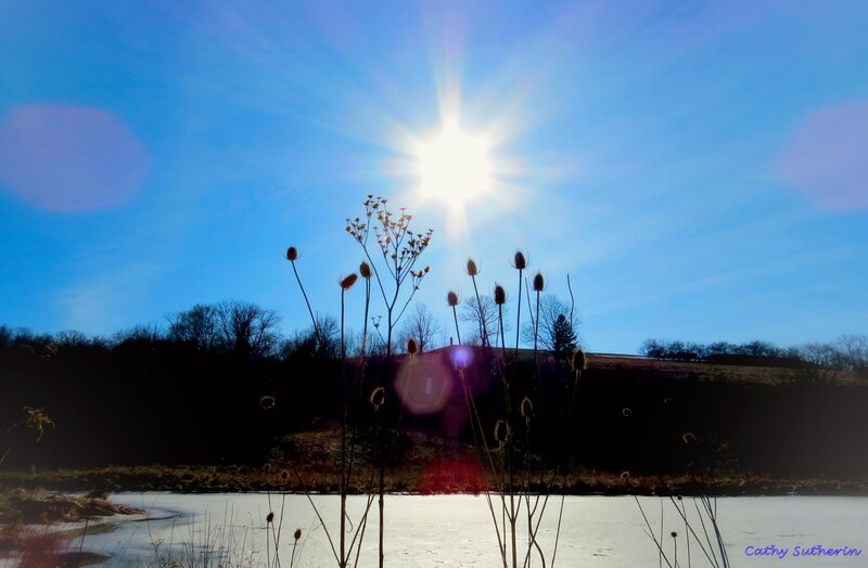 Dried Plants in Winter