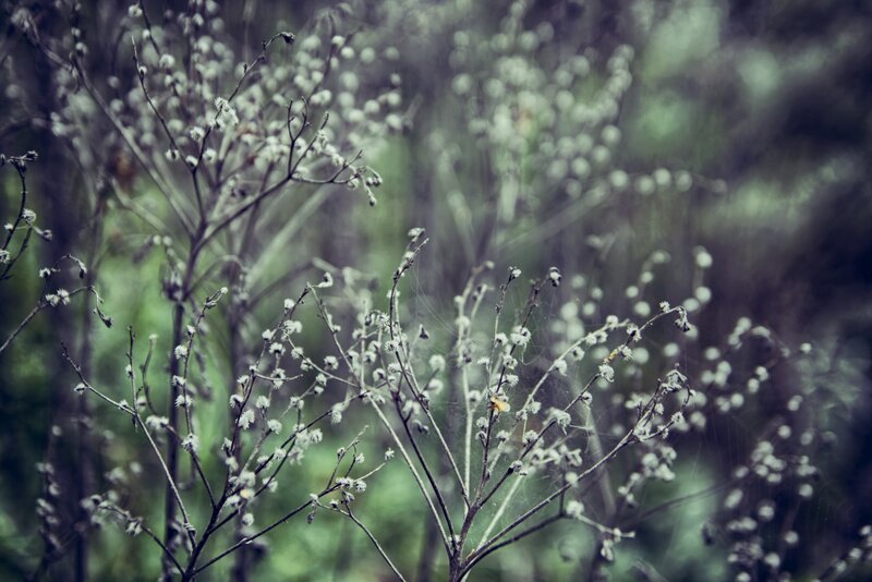 Dried Plants with Seed Heads