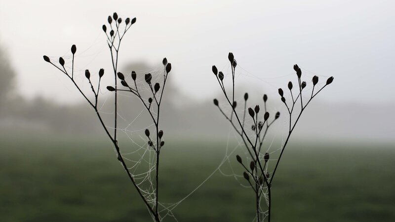 Dried Plants with Spiderwebs