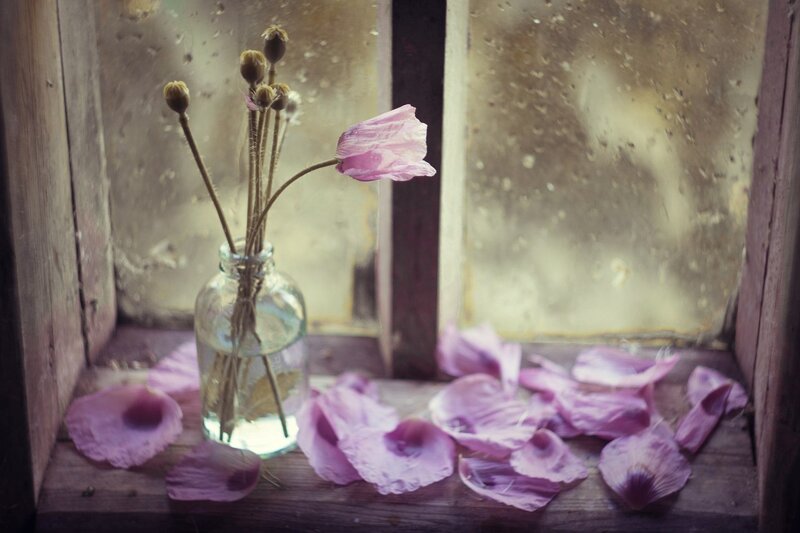 Dried Poppy Flowers