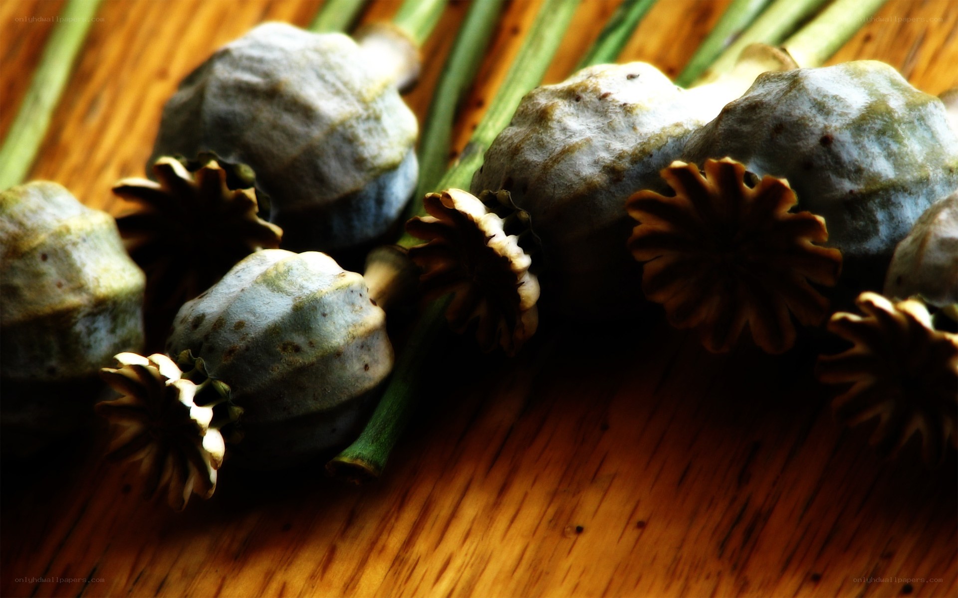dried poppy seed pods