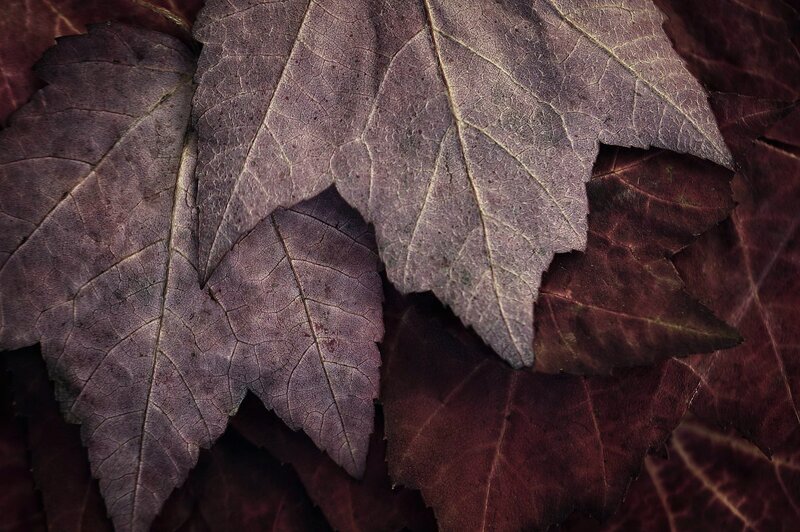 Dried Purple Leaves