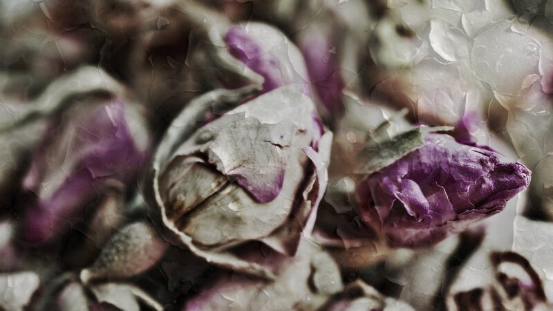 Dried Purple Rose Buds