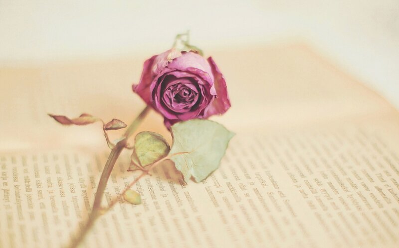 Dried Purple Rose — Calm