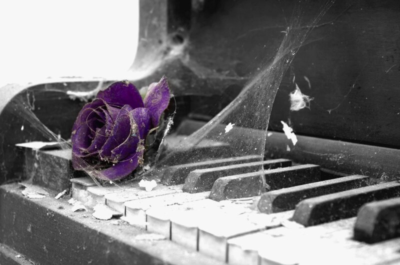 Dried Purple Rose — Melancholic, Photograph