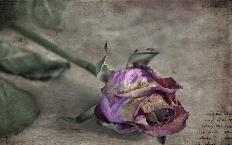 Dried Purple Rose — Melancholic