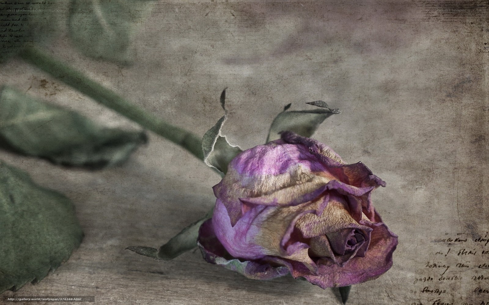 dried purple rose