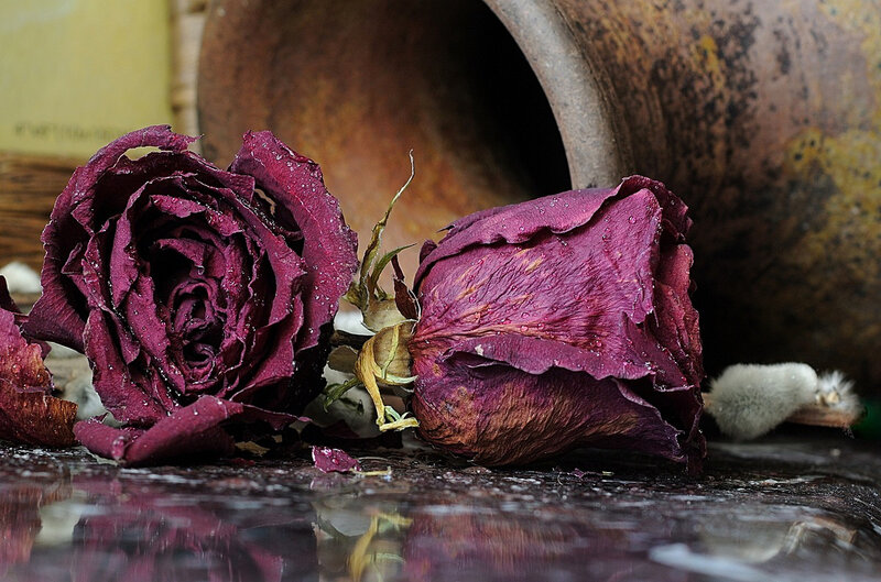 Dried Purple Roses