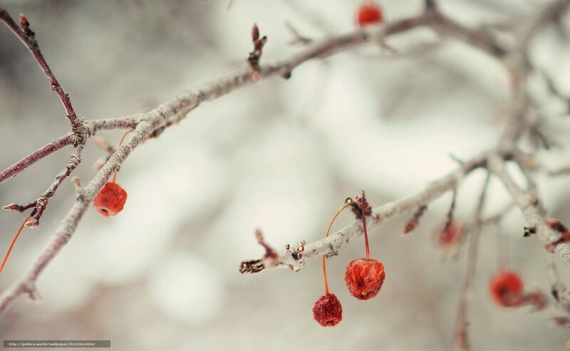 Dried Red Berries on Branch — Calm