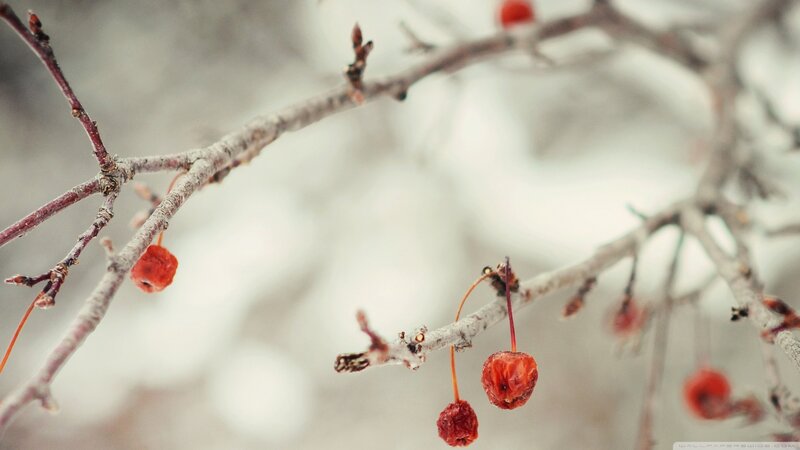 Dried Red Berries on Branch