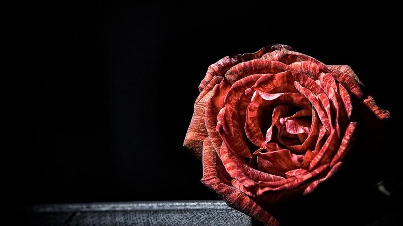 Dried Red Rose — Dramatic, Photograph, Black Background
