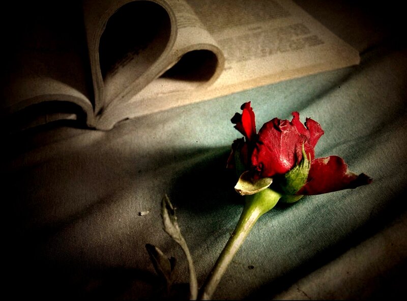 Dried Red Rose — Dramatic, Photograph, Book, Fabric