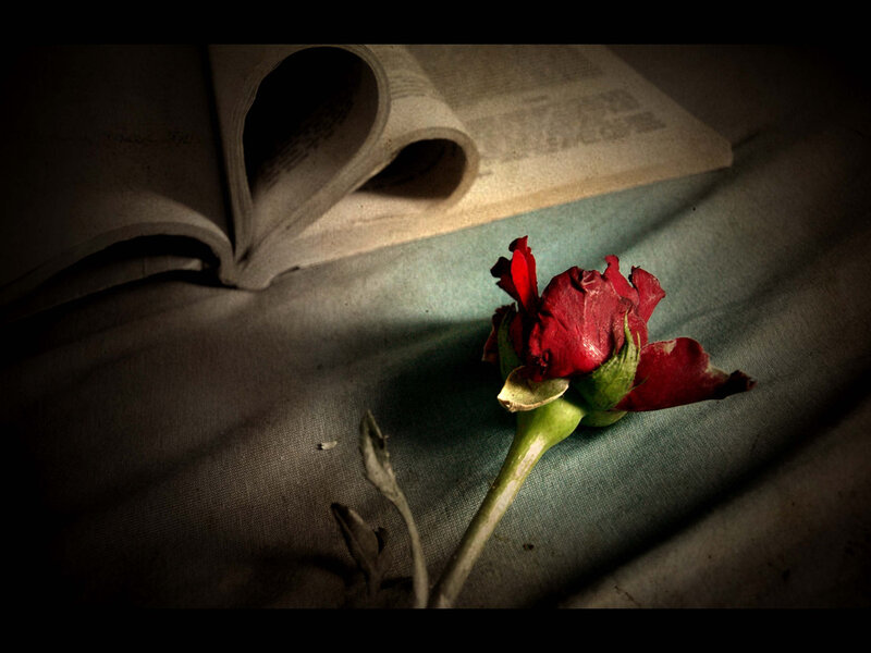 Dried Red Rose — Dramatic, Photograph, Book