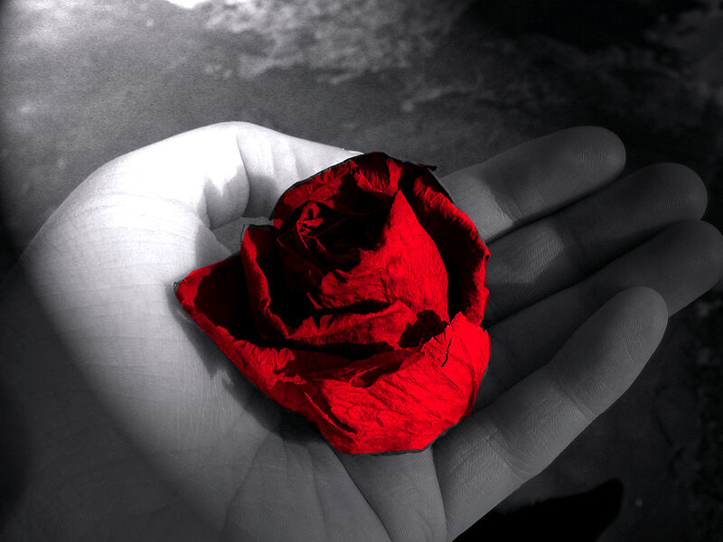 Dried Red Rose — Dramatic, Photograph, Hand