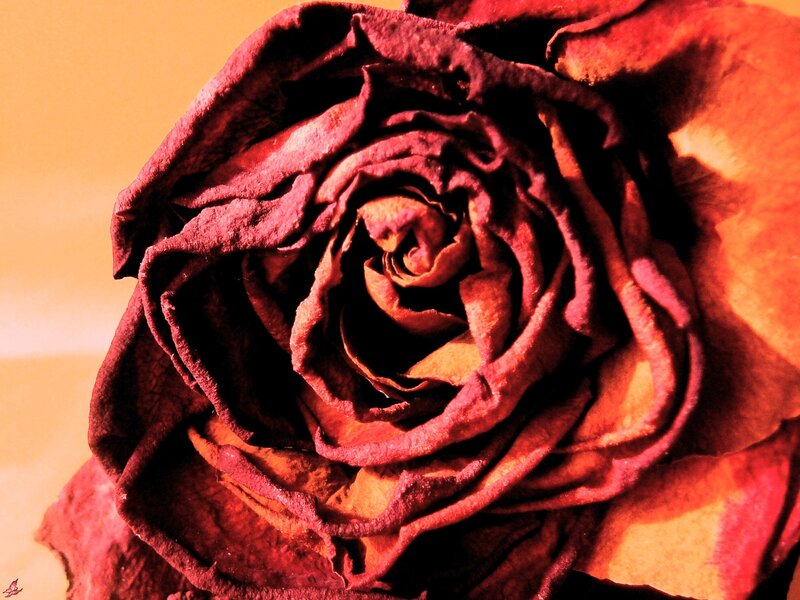 Dried Red Rose — Dramatic, Photograph, Petals