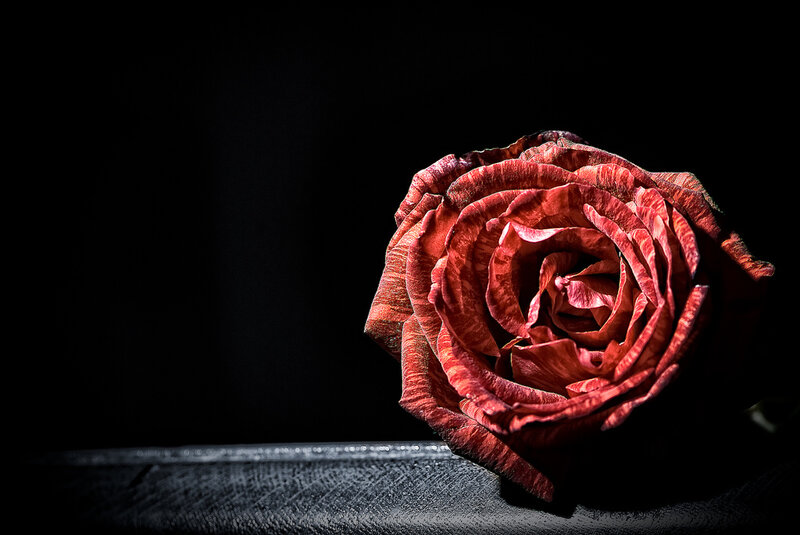 Dried Red Rose — Dramatic, Photograph