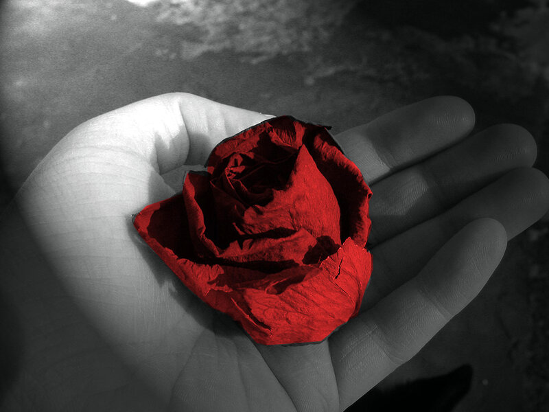 Dried Red Rose — Dramatic