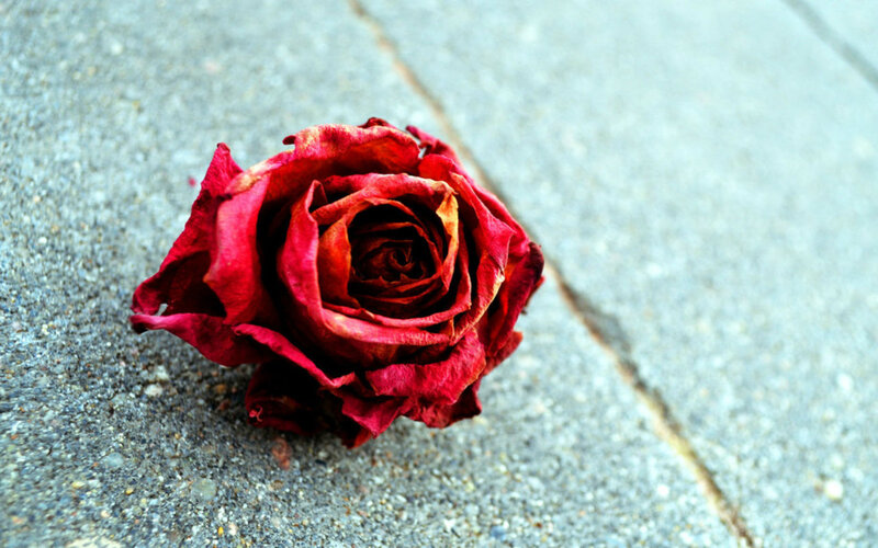 Dried Red Rose — Melancholic, Photograph, Concrete