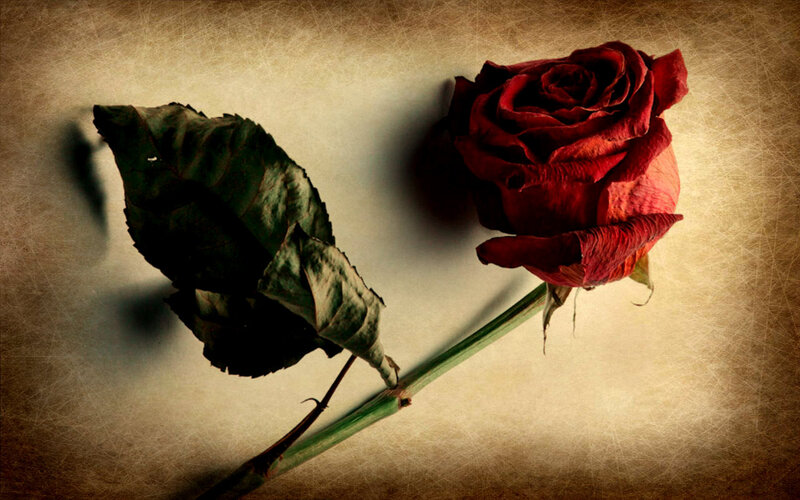 Dried Red Rose — Melancholic, Photograph, Leaf