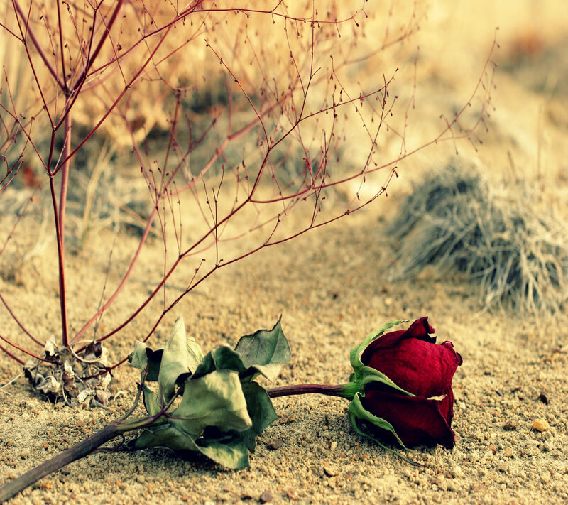 Dried Red Rose — Melancholic, Photograph, Sand, Dry Plant