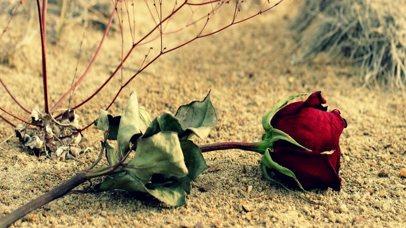 Dried Red Rose — Melancholic, Photograph, Sand
