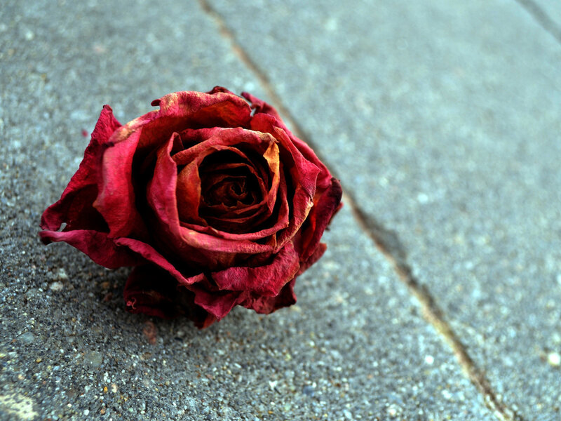 Dried Red Rose — Melancholic, Photograph