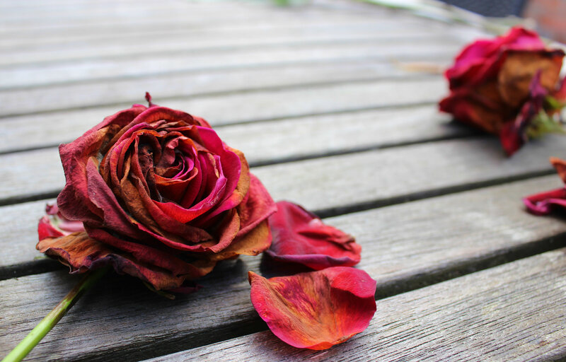 Dried Red Rose — Melancholic, Photograph, Wooden Surface