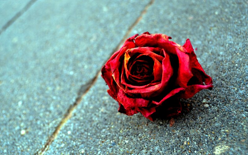 Dried Red Rose — Melancholic