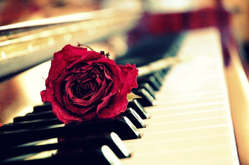 Dried Red Rose on Piano