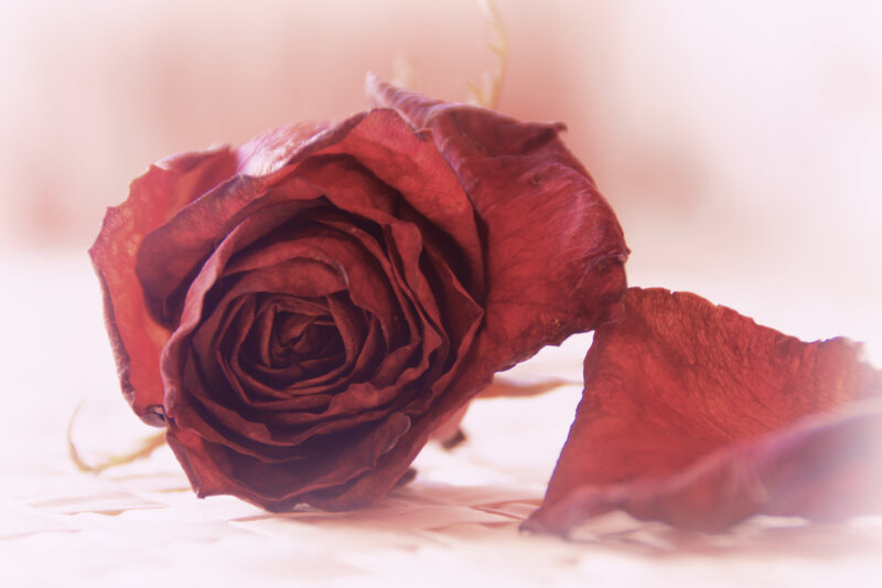 Dried Red Rose — Serene