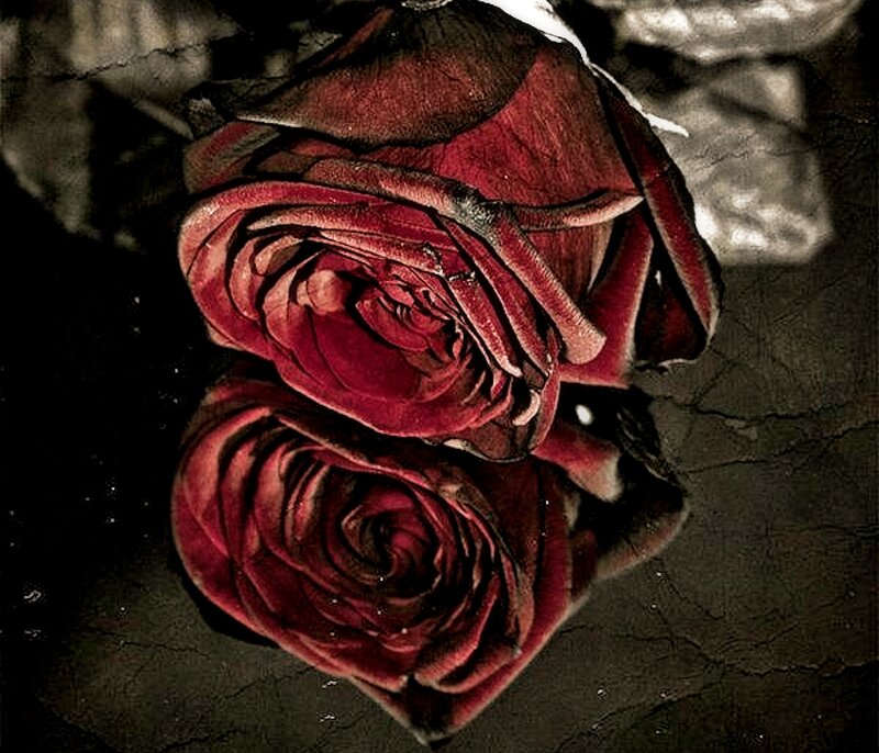 Dried Red Rose — Somber, Photograph, Reflection