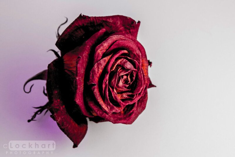 Dried Red Rose — Somber, Photograph