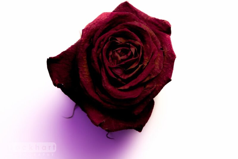 Dried Red Rose — Somber, Photograph, White Background